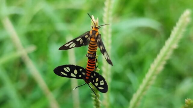 Two Amatha huebneri moths mating on a leaf, capturing delicate insect behavior, natural wildlife interaction, and the beauty of nocturnal or daytime tropical insects