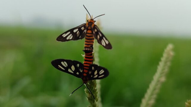 Two Amatha huebneri moths mating on a leaf, capturing delicate insect behavior, natural wildlife interaction, and the beauty of nocturnal or daytime tropical insects