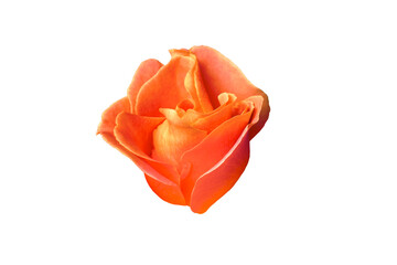 Pink rose flower isolated on white background