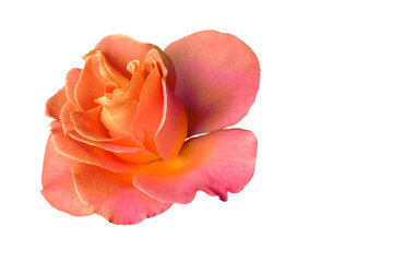 Pink rose flower isolated on white background