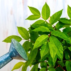 Watering a vibrant plant