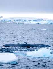 Whale surfacing amongst icebergs