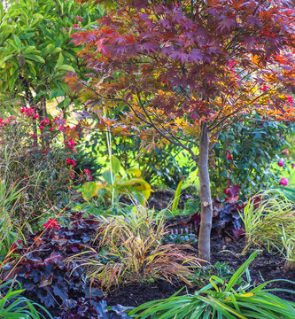 A layered autumn garden glows beneath a Japanese maple, its amber and crimson leaves floating above grasses, dark foliage, and perennials, creating depth, texture, and painterly sense of seasonal calm