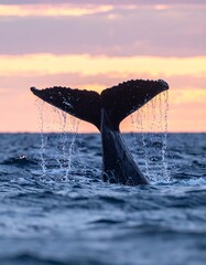 Whale tail emerging from water at sunset