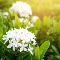 White flowers in bright sunlight