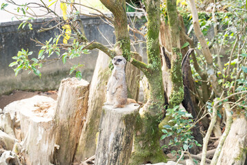 見晴らし台で周囲を見渡すミーアキャット