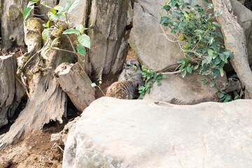 岩陰の巣穴で寄り添うミーアキャットたち