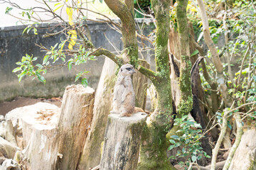 木漏れ日の中で佇む横向きミーアキャット