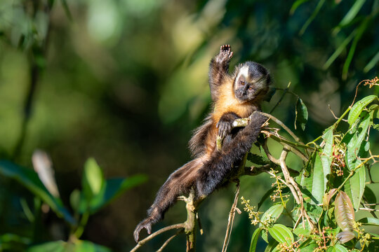 Tufted capuchin (Sapajus apella macrocephalus), brown capuchin monkey from new world, Manu national park, Cusco, Peru