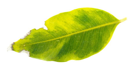 Close-up of a yellow leaf showing natural texture, visible veins, and subtle color variation...