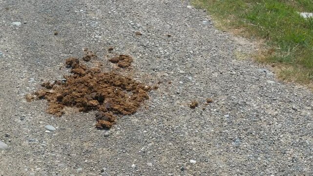 Horse manure decomposing and attracting flies on a country road. Horse manure droppings slowly decomposing on a gravel path while attracting numerous flies