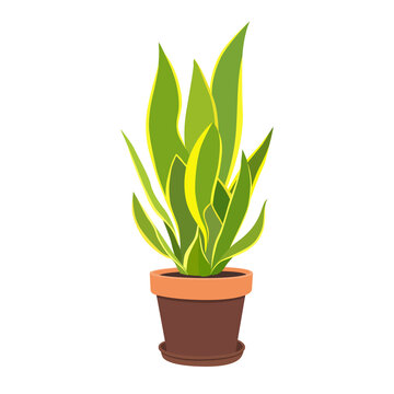 Illustration flower in a pot isolated on a white background. Interior item for comfort.