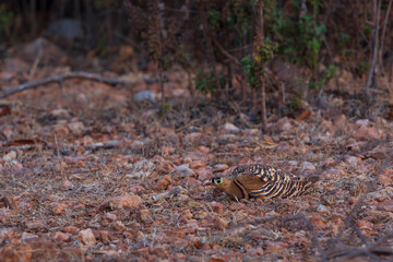 The Painted Sandgrouse (Pterocles indicus)