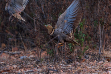 The Painted Sandgrouse (Pterocles indicus)