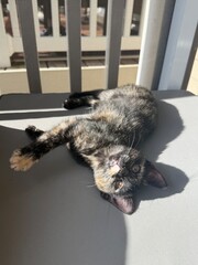 cat laying upside down