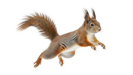 Squirrel jumps in mid-air with its tail raised while searching for food in a natural setting during the day. Isolated on transparent background, png