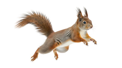 Squirrel jumps in mid-air with its tail raised while searching for food in a natural setting during the day. Isolated on transparent background, png