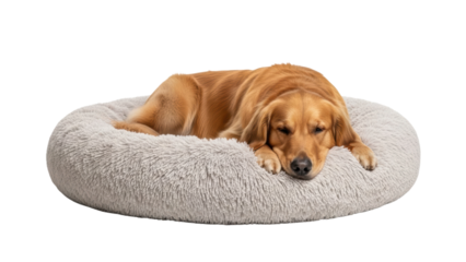 Golden retriever resting on soft round dog bed in a bright indoor space during daytime hours. Isolated on transparent background, png