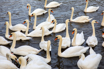 Swans on the River SEvern in Worcester, UK