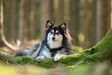 Chien de type Finnish Lapphund couché dans la nature - portrait animalier naturel