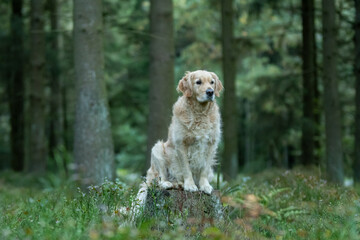 Golden Retriever debout sur une souche dans une forêt - portrait canin en nature