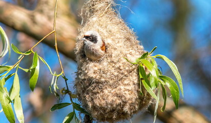 Obraz premium great grey owl