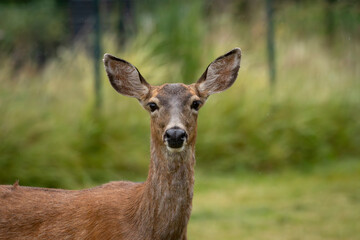 A female black-tailed deer looking at the camera in Port Townsend, Washington. 