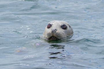 Fototapeta premium A harbor seal with its head above water looking at the camera. 