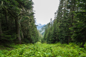 A view from Church Mountain Trail in Washington showing a lush vegetation and tall pine trees.  © Linda