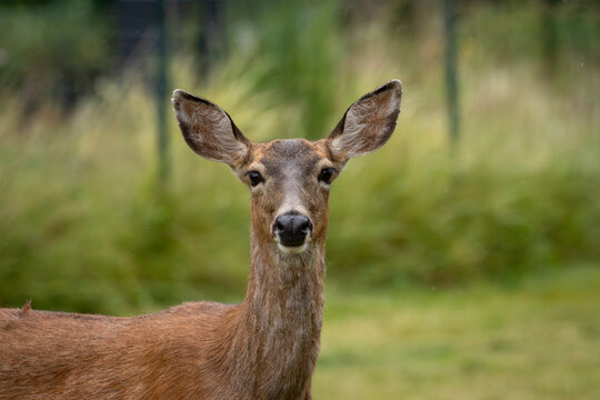A female black-tailed deer looking at the camera in Port Townsend, Washington. 
