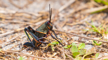 A black and red eastern lubber grasshopper on the ground. 
