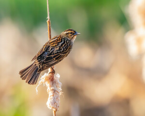 A female red-winged blackbird perched sideways on a cattail. 