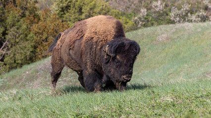 A single bison walking through the grass in spring.