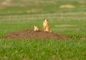 Two black-tailed prairie dogs sitting on their mound in the golden glow of the setting sun.