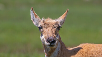 A portrait of a Pronghorn with a clean background.