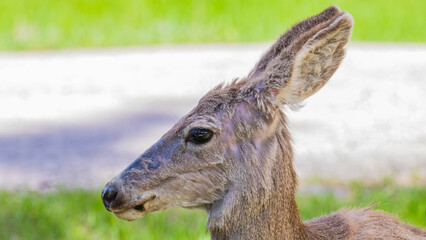 A portrait of a female rocky mountain mule deer with thinning fur on its face.