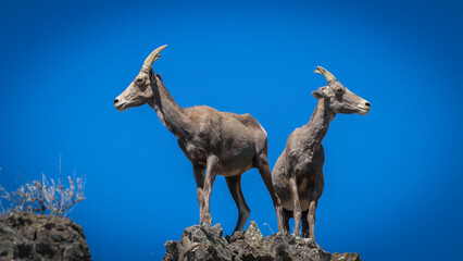 Two bighorn sheep standing on the top of a rock and facing in opposite directions with a clear blue...