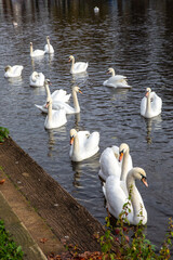 Swans on the River Avon in Evesham, Worcestershire