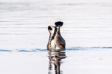 Mating games of two water birds Great Crested Grebes. Two waterfowl birds Great Crested Grebes swim in the lake with heart shaped silhouette