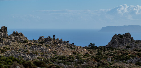 Goats Scattered Across Rocky Hillside Overlooking the Sea