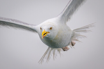 Close-up of American Herring Gull Seagull flying toward camera