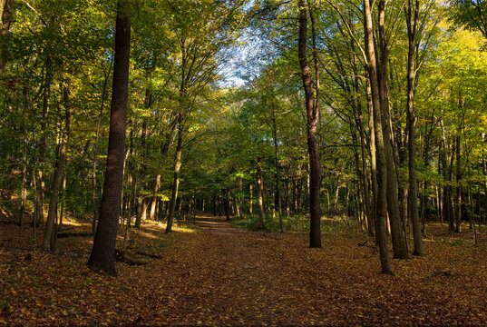 Dundas Valley Conservation Area fall trail with red, yellow and green leaves in the sun in middle autumn season.
