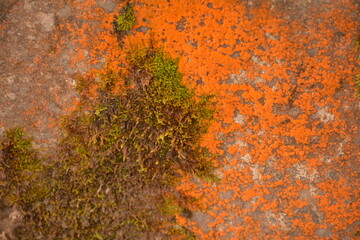 Orange moss on a mountain rock. Background