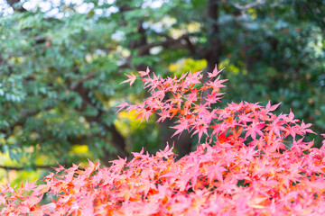 色鮮やかな紅葉に光が差す秋の景色