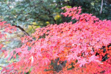秋色に染まる紅葉が広がる鮮やかな木々