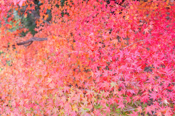 色彩豊かな紅葉が重なり合う秋の自然美