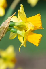 Fototapeta premium Close up of daffodil (narcissus) flowers in bloom