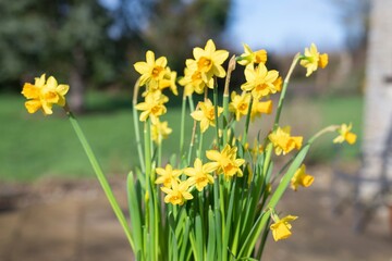 Close up of daffodil (narcissus) flowers in bloom