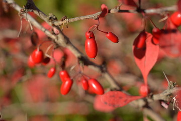 Red barberry berries on a bush against a blurred background
