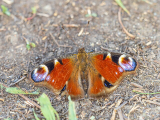Peacock butterfly on the ground among the grass